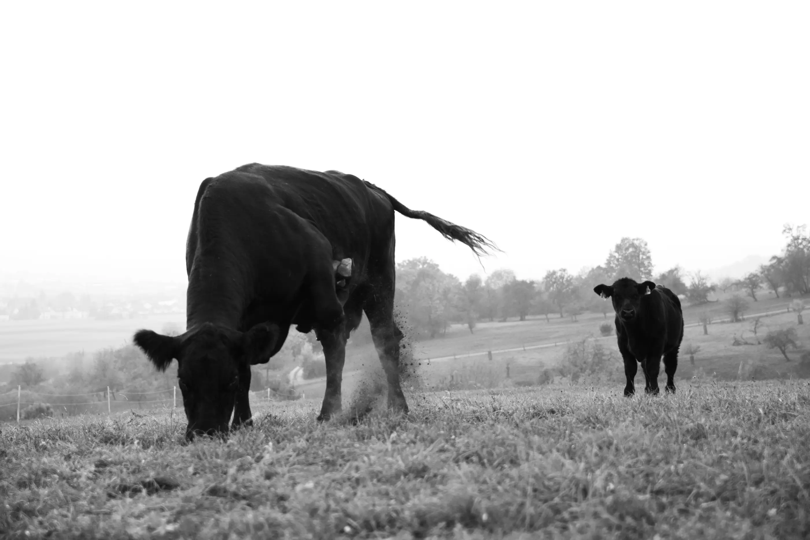 vita black angus pe camp